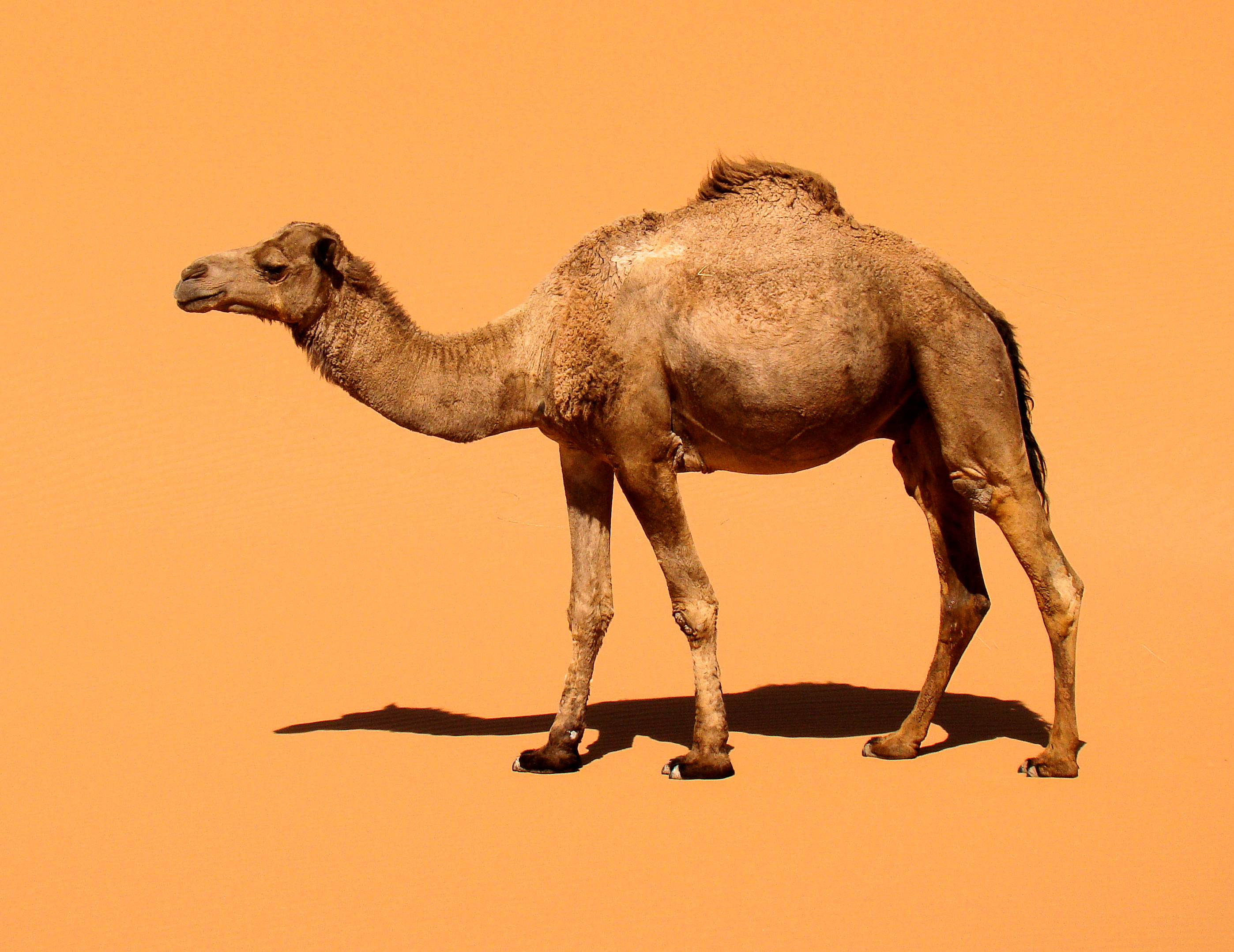 Camel-Dromendary