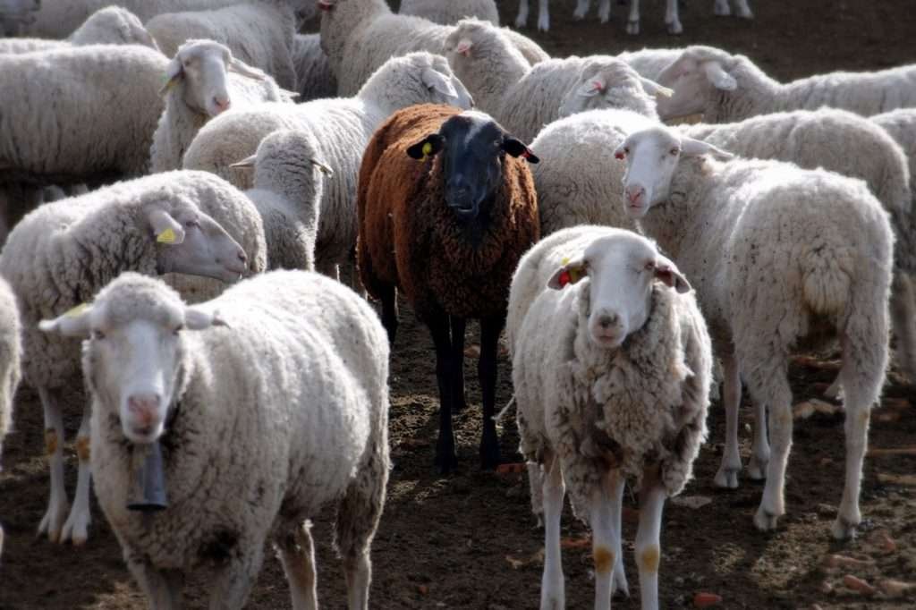 Genesis 30b – Black Sheep