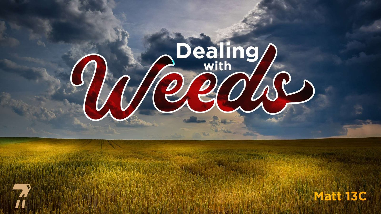 Matthew 13c – Dealing with Weeds